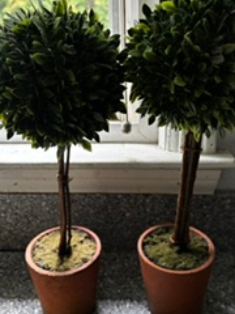 Twin Faux Boxwoods, 14" High X 5" Wide, in clay potsfit on Windowsill/ Counter
